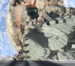 Parnassius smintheus