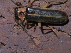 Podabrus basillaris