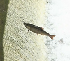 Oncorhynchus tshawytscha