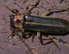 Podabrus basillaris