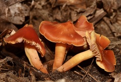Hygrocybe punicea