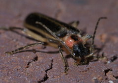 Podabrus basillaris