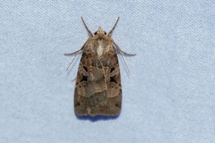 Xestia normanianus