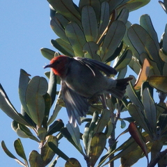 Myzomela sanguinolenta
