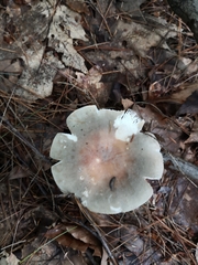 Russula cyanoxantha