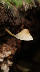 Mycena galericulata