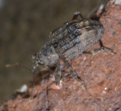 Conotrachelus