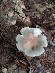 Russula cyanoxantha