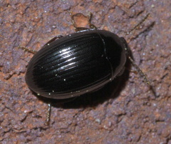 Platydema excavata