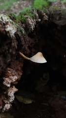Mycena galericulata
