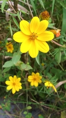 Bidens trichosperma