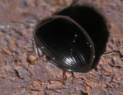 Platydema excavata