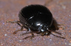 Platydema excavata