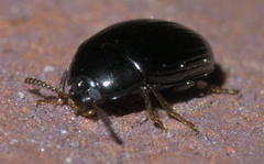 Platydema excavata