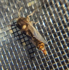 Thyridopteryx ephemeraeformis