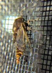 Thyridopteryx ephemeraeformis