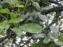 Vitex mollis