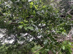 Vitex mollis