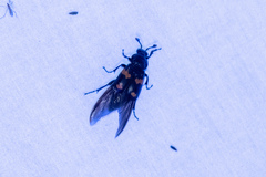 Nicrophorus orbicollis