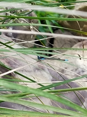 Ischnura heterosticta