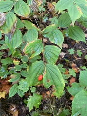 Prosartes lanuginosa