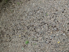 Vitex mollis