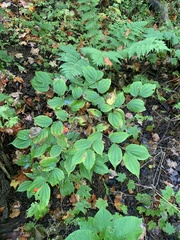 Prosartes lanuginosa