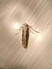 Coleotechnites florae