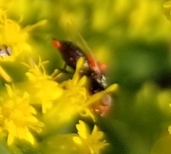 Gymnoclytia