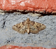 Pyralis manihotalis
