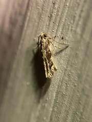 Coleotechnites florae