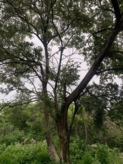 Vitex mollis