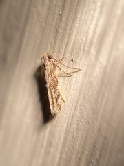 Coleotechnites florae