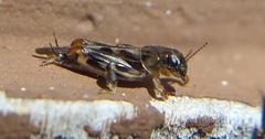 Neotridactylus