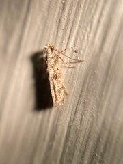 Coleotechnites florae