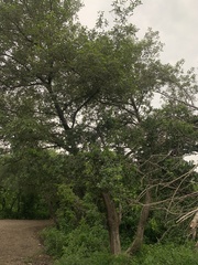 Vitex mollis