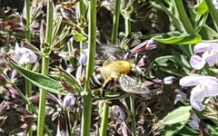 Amegilla quadrifasciata