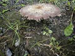 Candolleomyces candolleanus