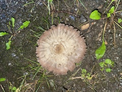 Candolleomyces candolleanus