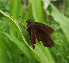 Ancistroides nigrita