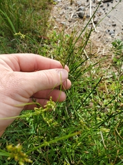 Juncus tenuis