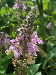 Stachys palustris