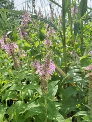 Stachys palustris