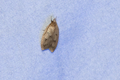 Machimia tentoriferella