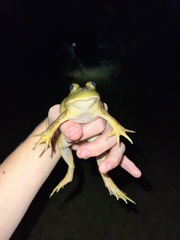 Lithobates catesbeianus
