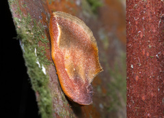 Lepidoptera