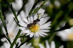 Halictus tripartitus