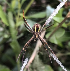 Argiope keyserlingi