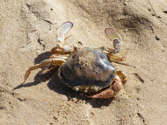 Ovalipes australiensis