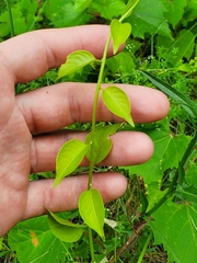 Celastrus scandens